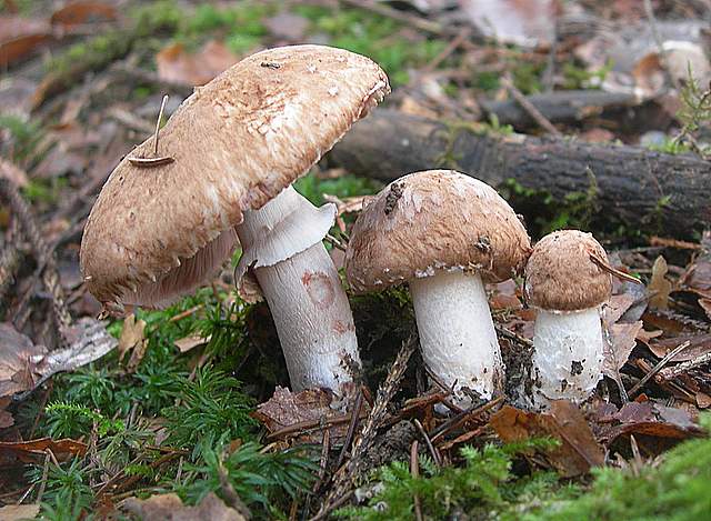 Prima  dell�era  glaciale